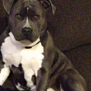 Meet your Posher, Dylan